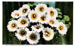 Blossoms of the Giant Cactus ( Sahuaro )