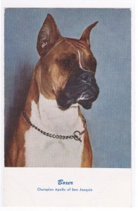 Boxer Dog Champion Apollo San Joaquin postcard