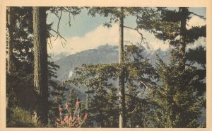 Postcard Washington Olympic Mountains Hurricane Ridge Chicago Milwaukee 23-1094