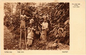 PC CPA EAST JAVA Coffee crop INDONESIA (a11455)