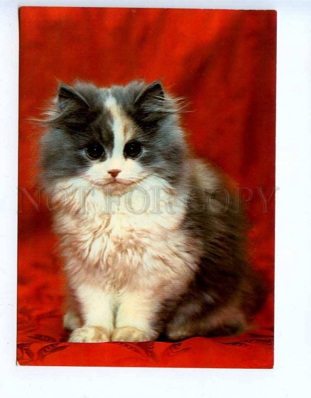 284776 Czechoslovakia CATS Persian tortoiseshell old photo postcard