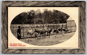 Vtg Bellingham Washington WA Ostrich Farm 1910s Embossed View Postcard