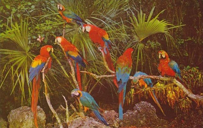 Florida Birds Parrots In Parrot Jungle Miami Florida