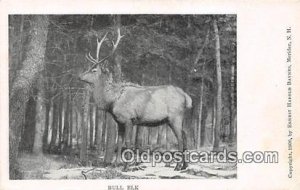 Bull Elk Unused 