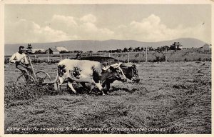 Using Oxen for Harvesting Quebec, Canada Farming Unused 