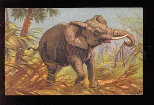 039118 Hungy African ELEPHANT. By E.B. vintage PC