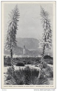 Yucca Trees, Wild Flowers in Kern County,Bakersfield,California,PU-1949