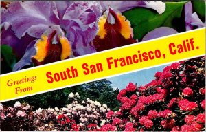 Postcard NATURE SCENE San Francisco California CA AK2233