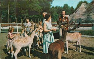 Michigan Coloma Deer Forest Animal Farm Children's Amusement Postcard 22-6865