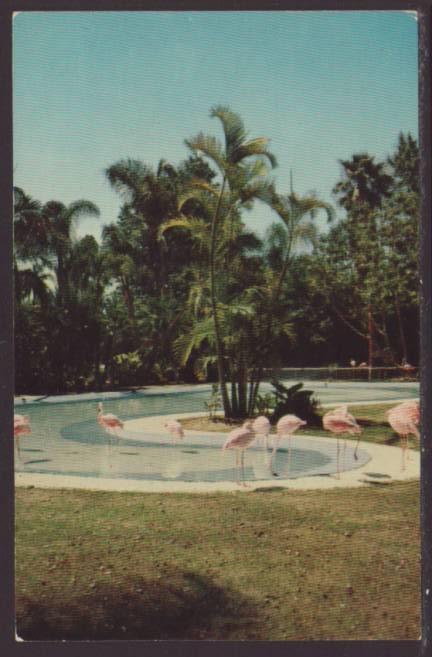 Flamingos,San Diego Zoo,CA Postcard 