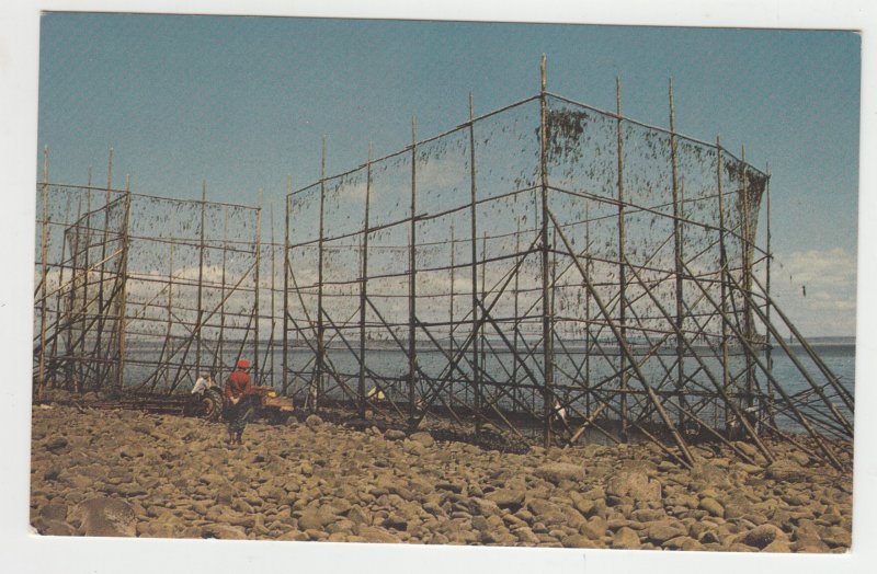 P2501,  vintage postcard fish weie low tide bay of fundy nova scotia, unused