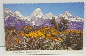 Grand Tetons National Park Wyoming Vintage Postcard