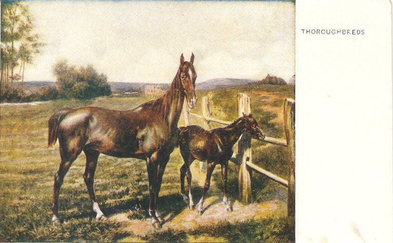 Horse and Pone. Thorouggbreds Old vintage English  art postcard