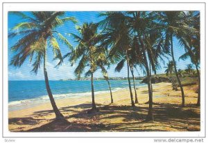 One of the many beautiful beaches that surround the Island, Vieques, Puerto R...