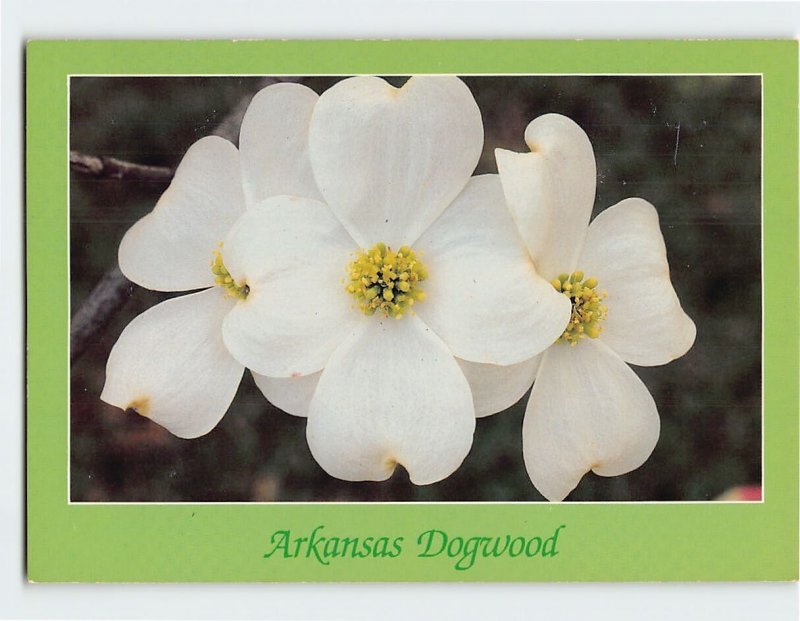 Postcard Arkansas Dogwood, Arkansas