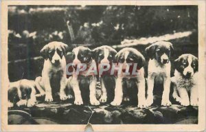 Modern Postcard The Great St. Bernard Hospice Young Dogs