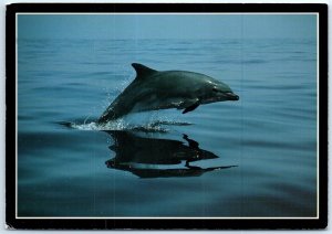 Postcard - Bottlenose Dolphin, Monterey Bay Aquarium - Monterey, California