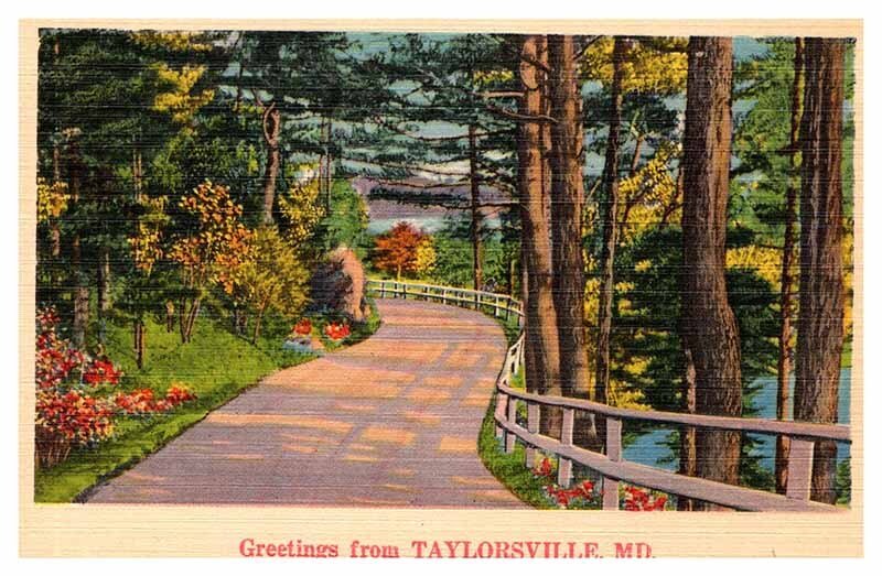 Postcard ROAD SCENE Taylorsville Maryland MD AQ8312