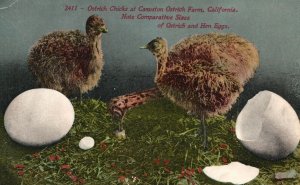 Vintage Postcard 1910's Ostrich Chicks at Caston Ostrich Farm California  CA