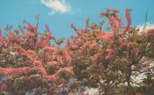 America Postcard - Pink Shower Trees, Hawaii RS24745