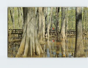 Postcard Cypress Swamp Natchez Trace Parkway Mississippi USA