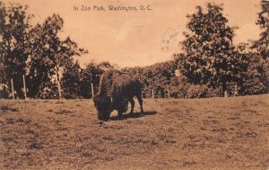 Washington DC Zoo Park Buffalo Bison Vintage Postcard AA110672