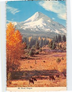 Postcard Mt. Hood Oregon USA