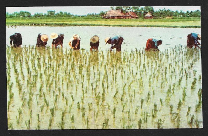 Rice Transplanting Nakorn-Chaisri Thailand unused c1950's