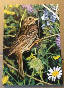 UNUSED POSTCARD - CORN BUNTING - MADE IN GERMANY