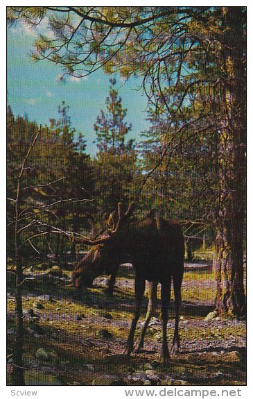 Moose - Is The Colossus Of The Deer Family, British Columbia, Canada, 1940-1960s