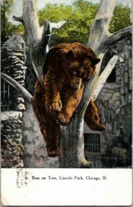 Vintage 1910s S.S. Kresge Postcard - Bear On a Tree - Lincoln Park Chicago Ill