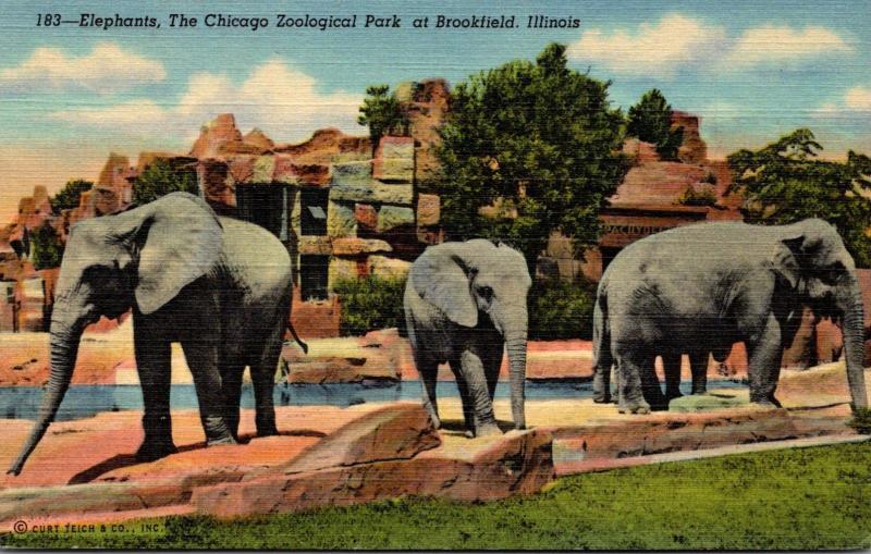 Illinois Brookfield Elephants At Chicago Zoological Park Curteich