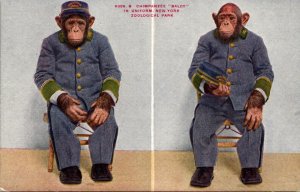 Monkeys Chimpanzee Baldy In Uniform New York Zoological Park