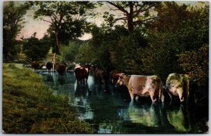 VINTAGE POSTCARD HERD OF COWS SOAKING IN STREAN MAHANOY CITY P.A. POSTMARK 1906