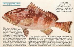 1930s Postcard; Percomorph Fish 6, Red Grouper, in Mead's Oleum Medicinal Posted