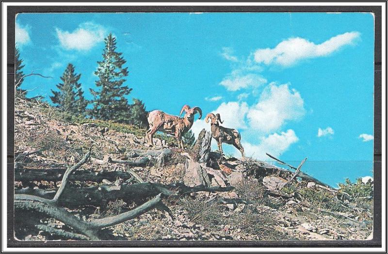 United States - Big Horn Mountain Sheep - [MX-353]