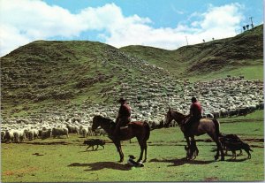 postcard Auckland, New Zealand - Sheep Muster