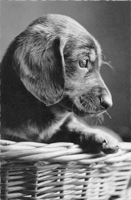 BR88962 teckel dog chien real photo switzerland  animal animaux