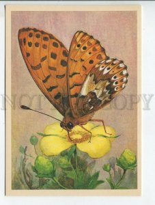 455236 1982 butterflies Weaver's fritillary Brenthis erda Chr artist Aristov