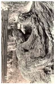 Postcard RPPC Old Man Burl Of The Redwood Highway