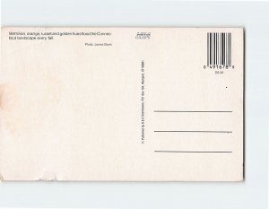 Q-53153 Autumn Scene At Connecticut