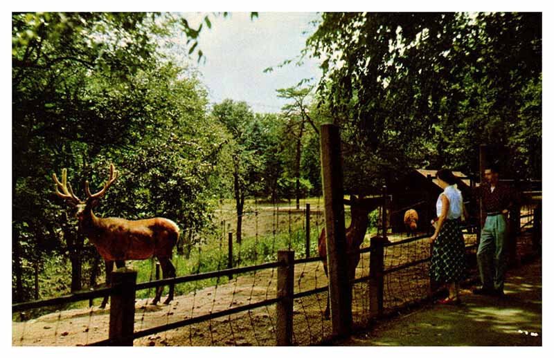 Postcard ZOO SCENE Springfield Massachusetts MA AS4043