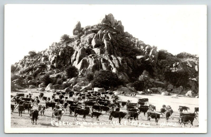West Texas~Cattle Scene~White Face Herd by Rock Formation~No Cowboys~1930s RPPC