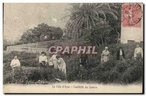 Old Postcard Collection Jasmine Cote d & # 39Azur