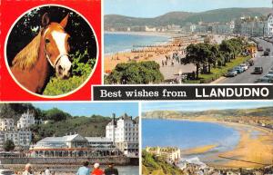 uk10767 best wishes from llandudno wales   uk horse