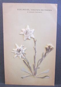 Postcard Novelty Applied Applique Edelweiss Flower c1908 Z1