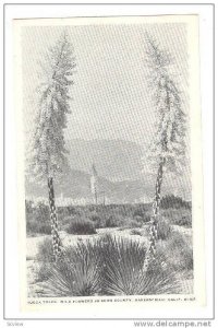 Yucca Trees Wild Flowers in Kern County, Bakersfield, California,  PU-1947