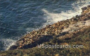 Sea Lions - Oregon Coast s, Oregon OR  