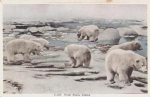 Polar Bears in Alaska - Animal