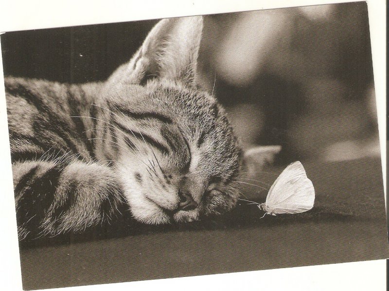  Sleeping cat and butterfly  Nice French postcard. size 15 x 10,5 cms